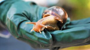 How Long Does It Take to Breed Stromboli Snails