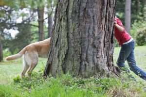 how to teach your dog hide and seek