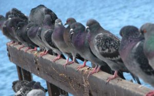what is a group of pigeons called