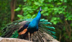 The Ultimate Guide to Understanding Peacock Costs